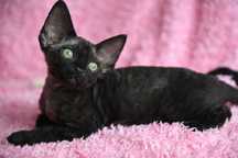 Bianka koteczka Devon Rex
