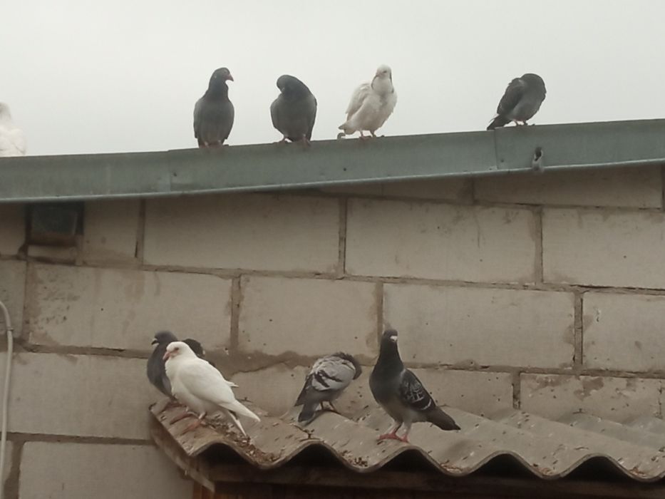 Oddam gołębie pocztowe