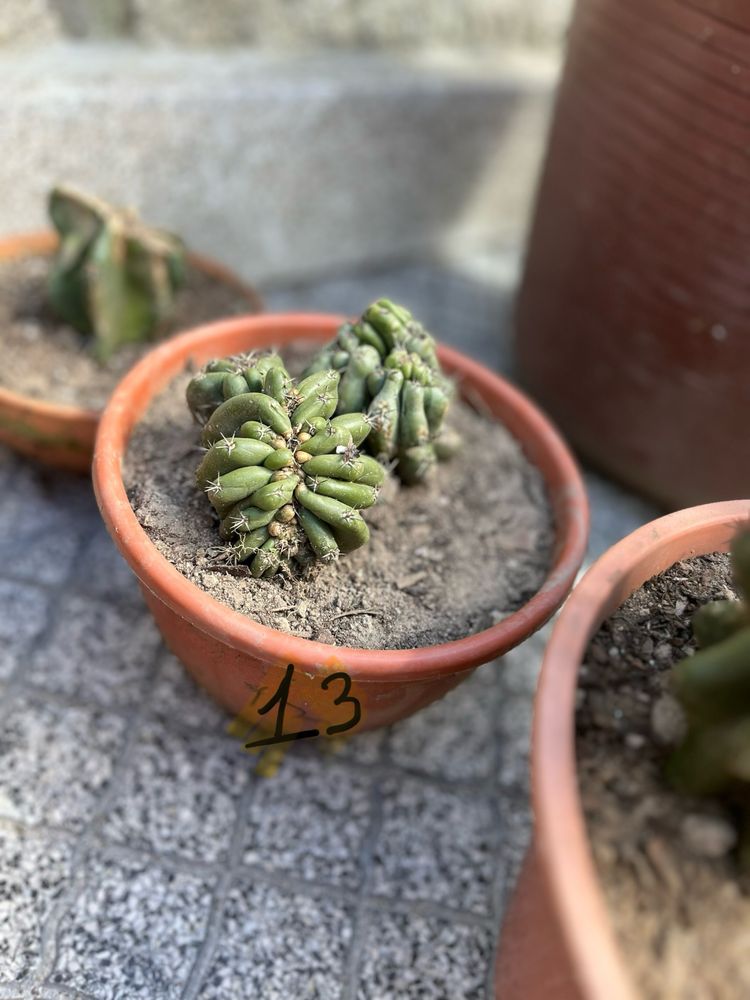 Catos monstro pequenos