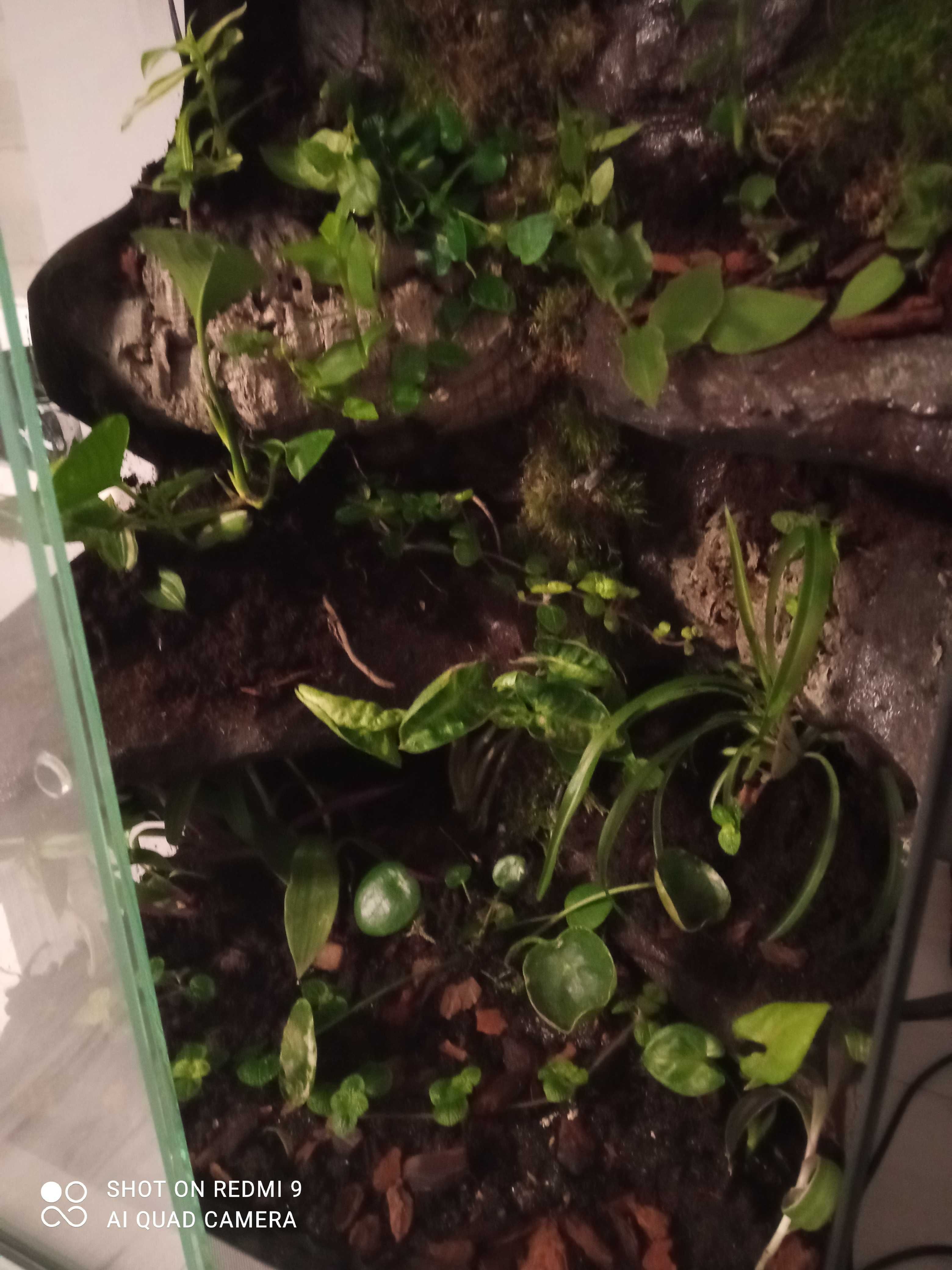 Terrarium  + gekon orzęsiony