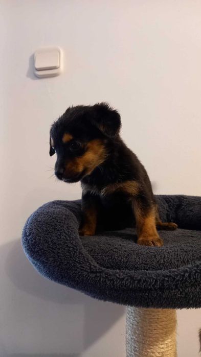 Oddam małego pieska