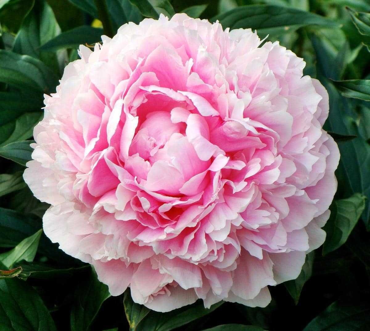 Піон Сара Бернар Paeonia Sarah Bernhardt