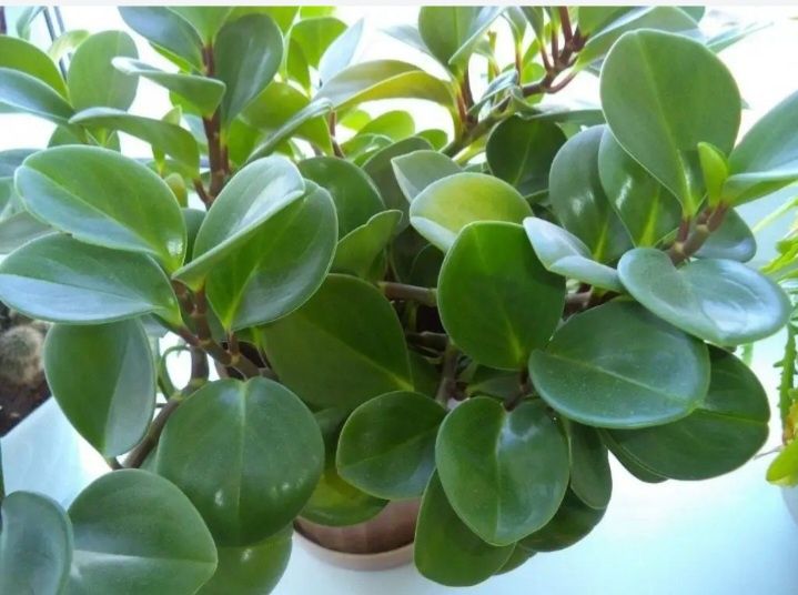 Паперомія туполистная