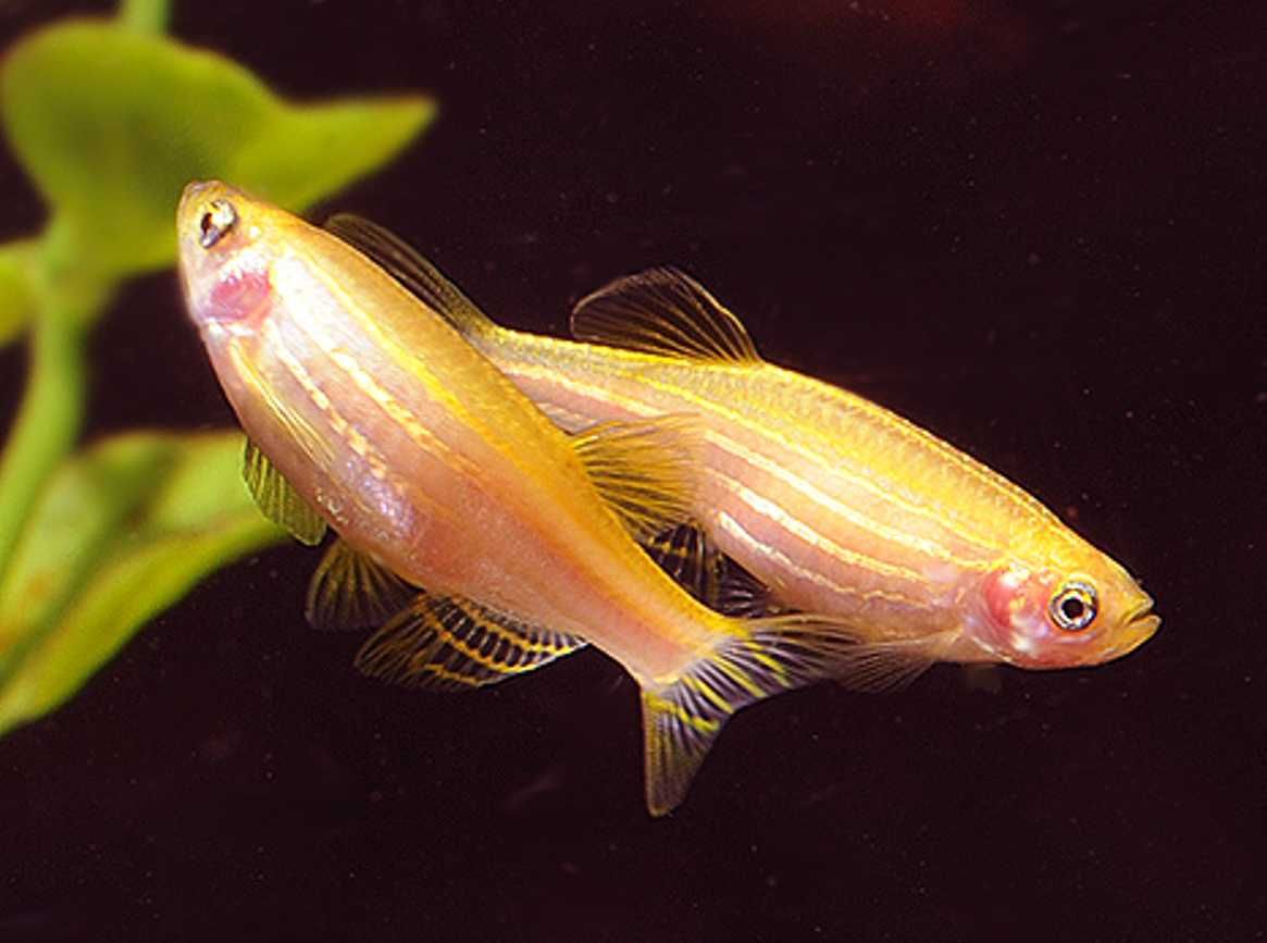 Danio pręgowany odmiana GOLD - Brachydanio zebra - Pręgowane - dowóz