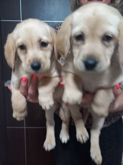 Цуценята лабрадорчики