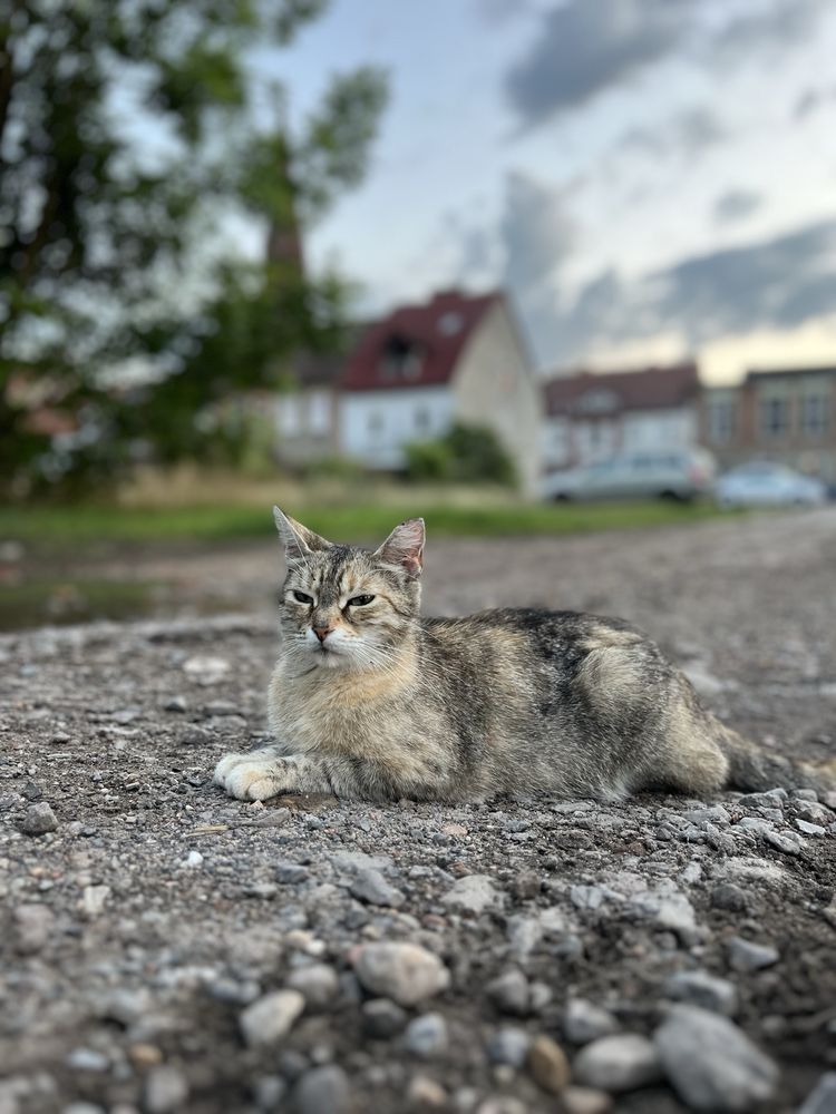 Lucynka szuka domu!
