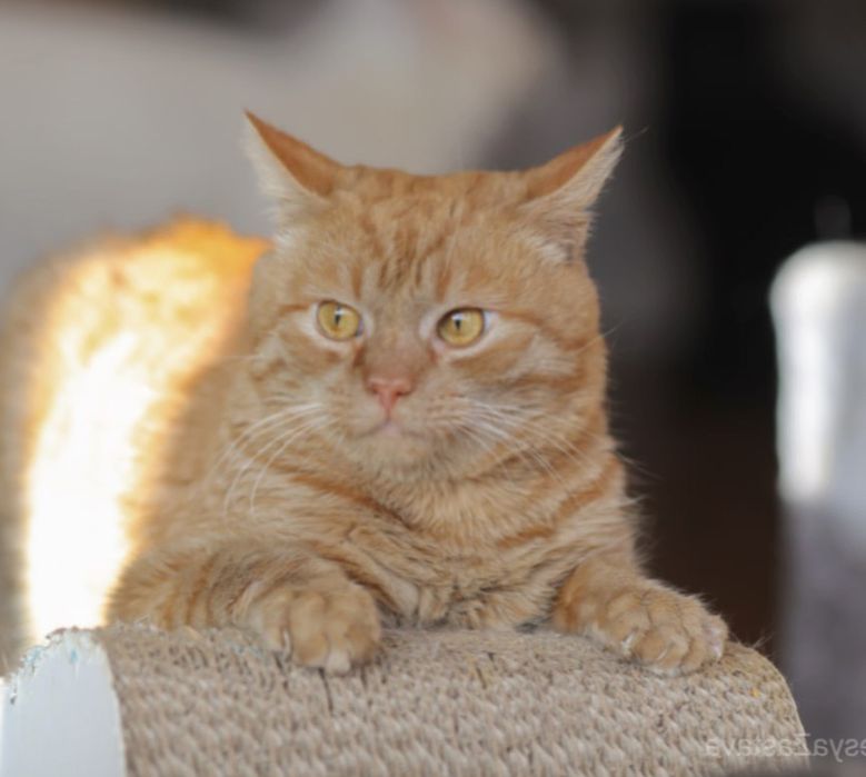Рыжтй котик Ленон, 3 годика, кот компаньон и друг