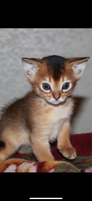 Абиссинские котята
