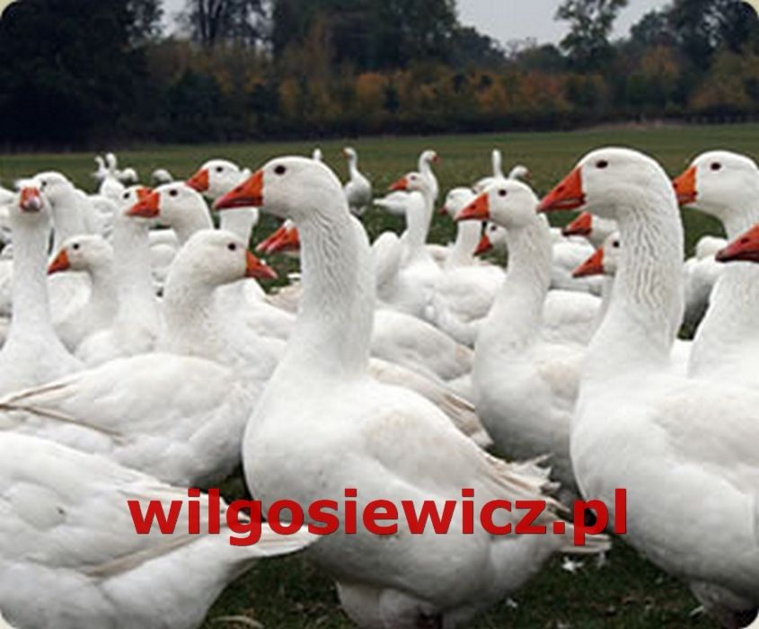 Gęśi na wagę odchowane