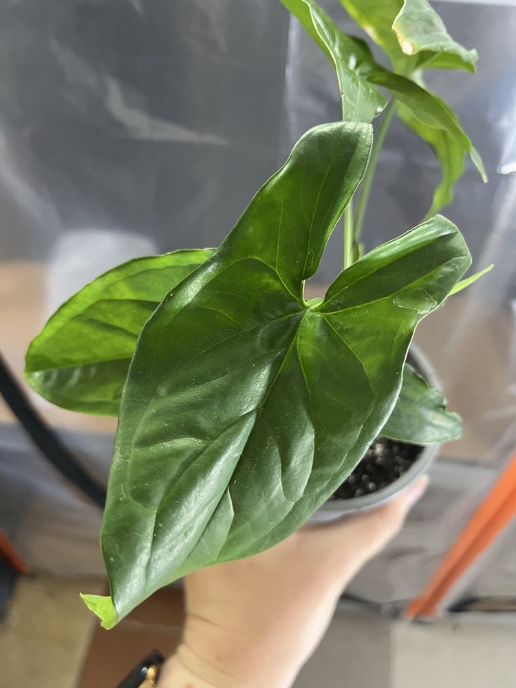 Syngonium emerald gem variegata regres
