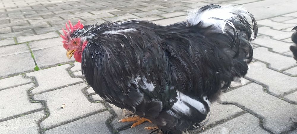 Kochin karzełek kogut