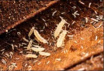 Alimento vivo Colembolo Folsomia candida Springtail Podura Seira sp