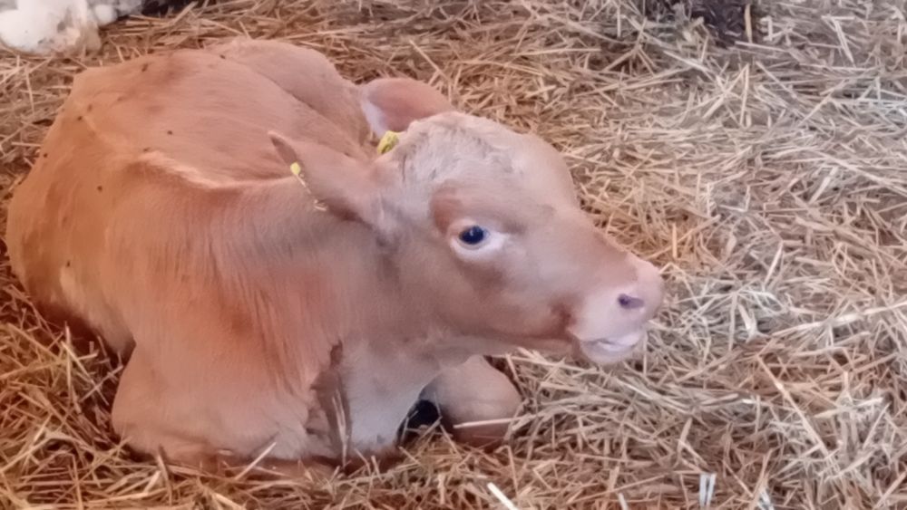 Jałówki byczki mięsne charolaise angus hereford byczki cielęta