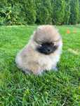 Szpic miniaturowy ( pomeranian )