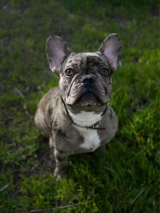 Вязка французкий бульдог