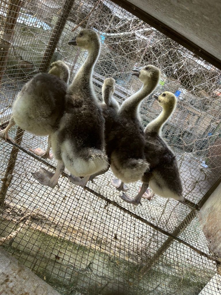 Gansos da Guiné como na foto