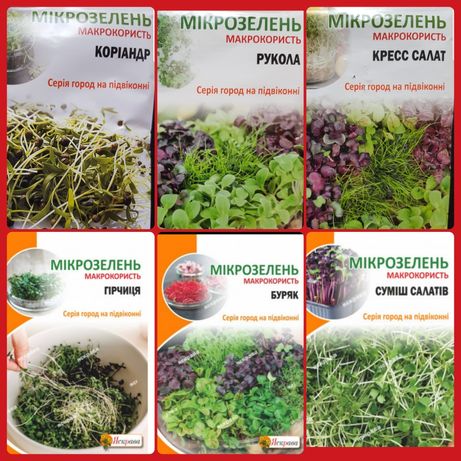 Набор для выращивания микрозелени в домашних условиях.