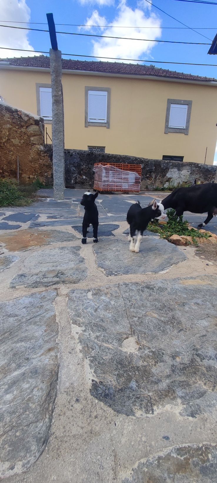 Cabras anas macho