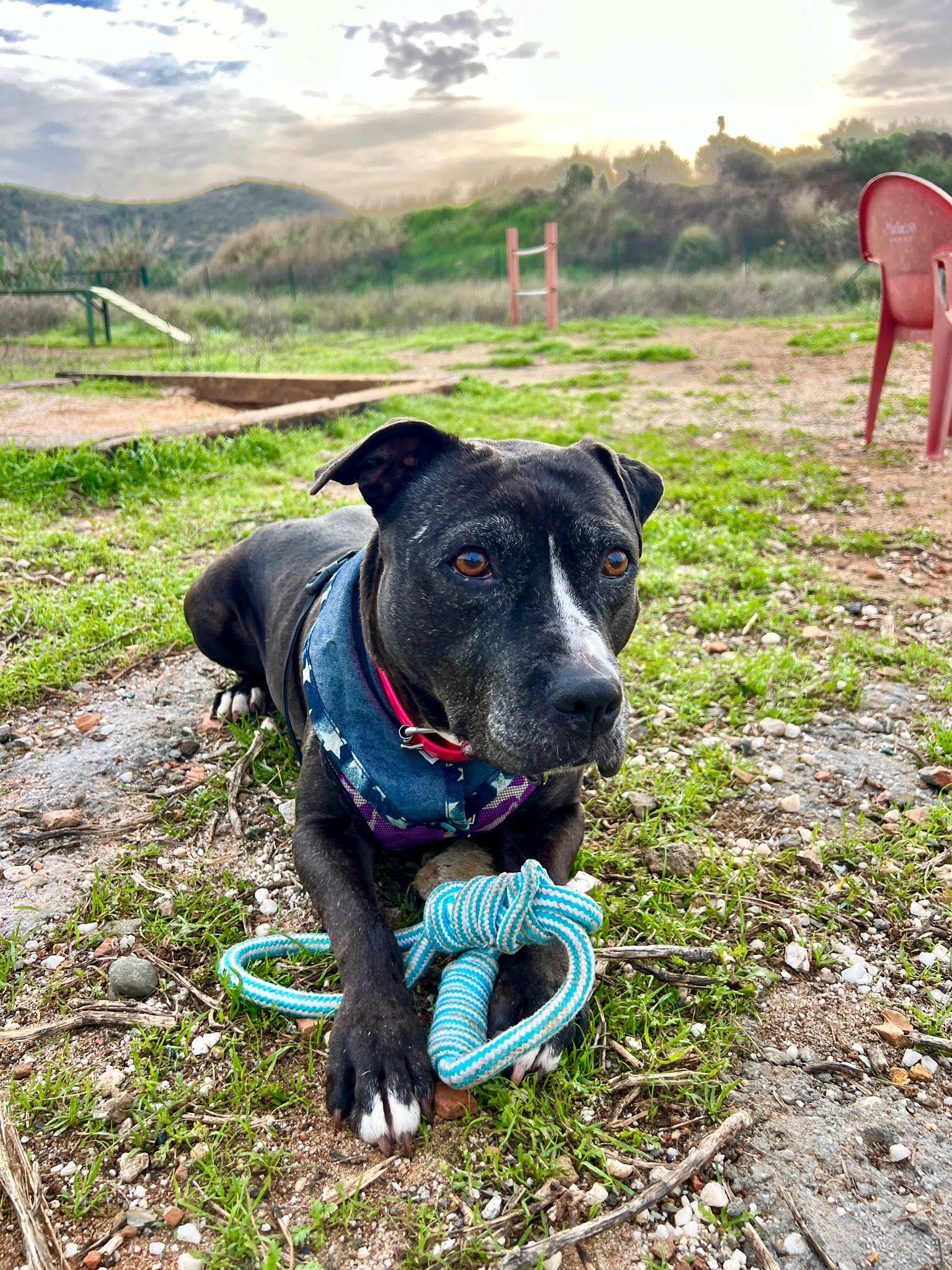Daniela, amstaff, pitbull, amstafka, pitbulterier, 6 lat w schronisku