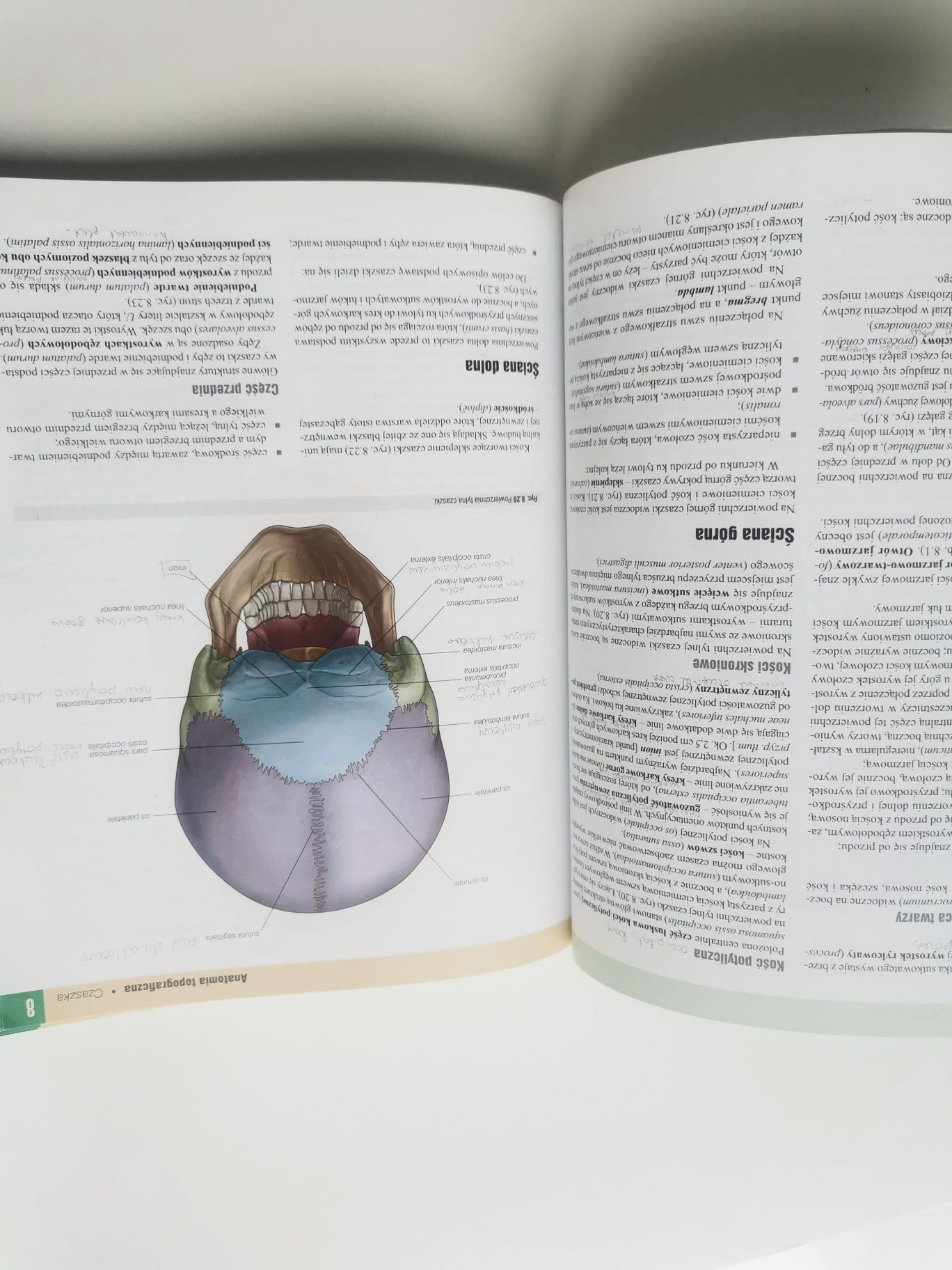 Anatomia. Podręcznik dla studentów. TOM 3. GRAY