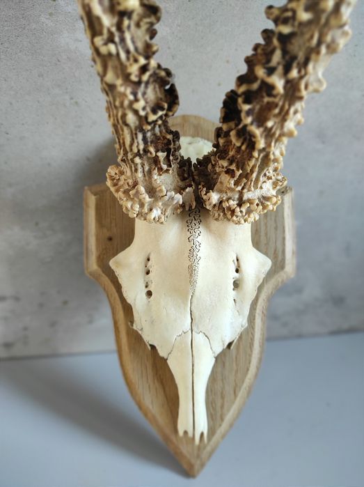 Trofeum myśliwskie Czaszka Rogi Kozioł, jeleń Myśliwy