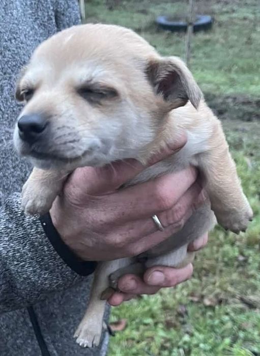 Щенки от небольшой собаки