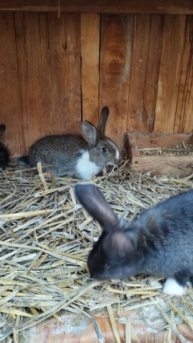 Króliki duży wybór