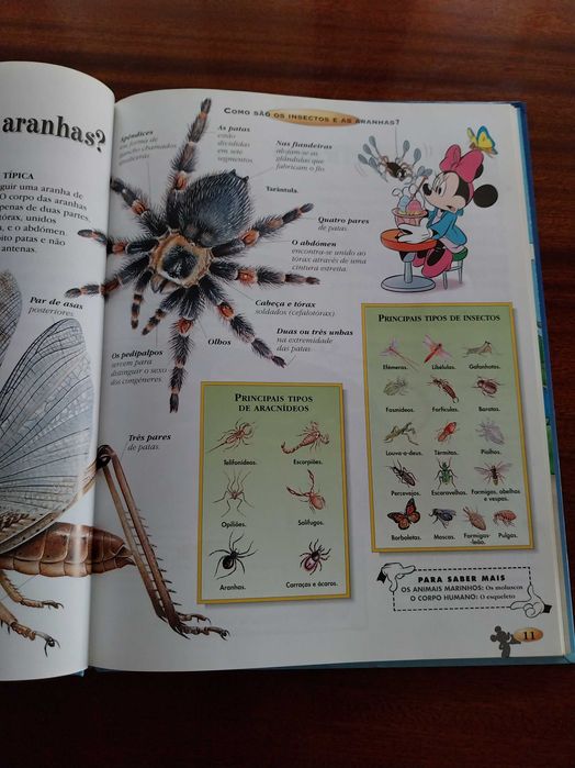 Os Insectos e as Aranhas, Disney - O Maravilhoso Mundo do Conhecimento