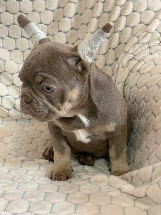 Продажа. Вязка. Элитный изабелловый французский бульдог