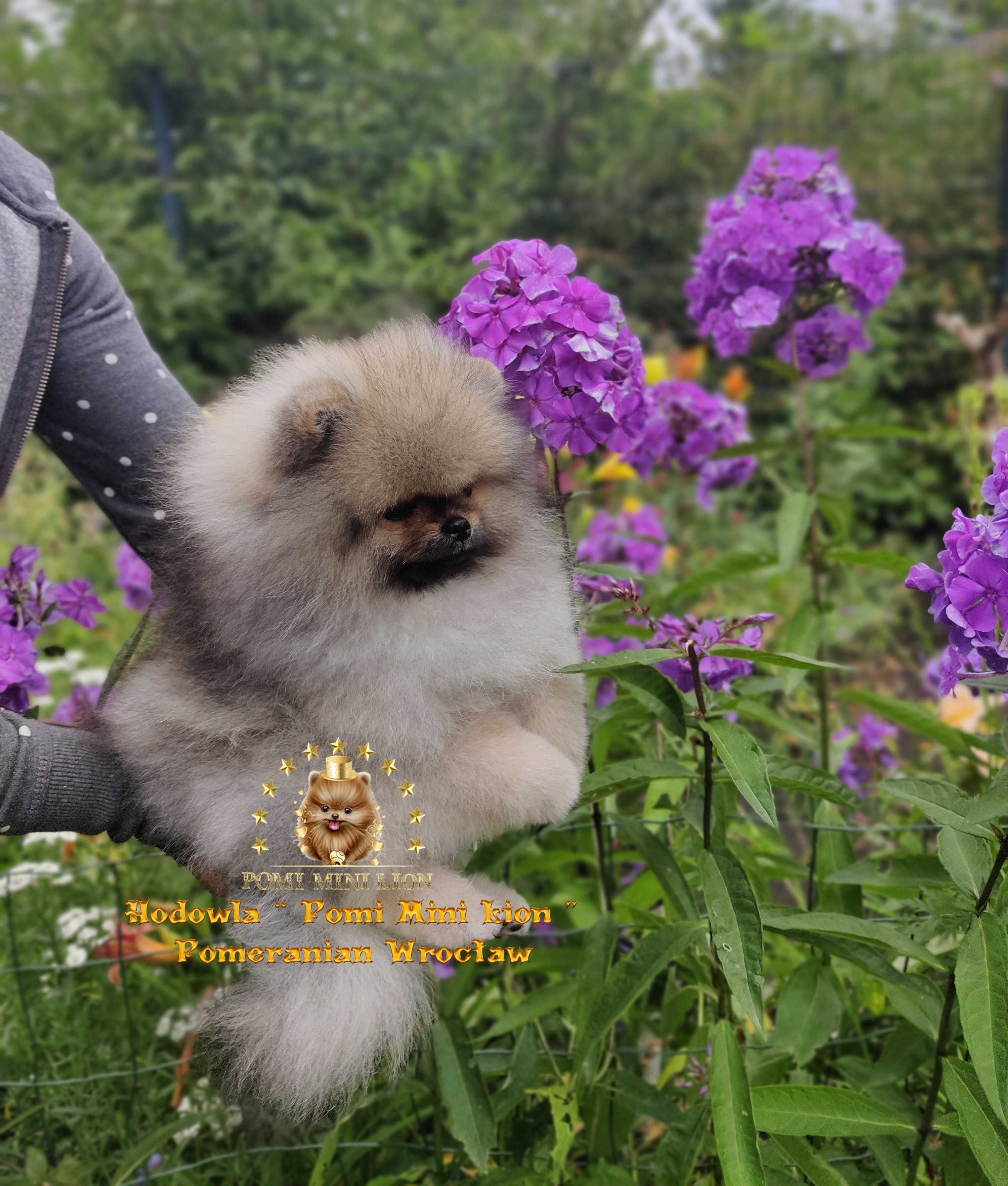 Pomeranian  Orange Sable Szpic Miniaturowy Miś