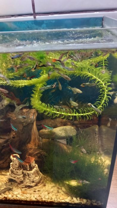 Glupiki rybki akwariowe