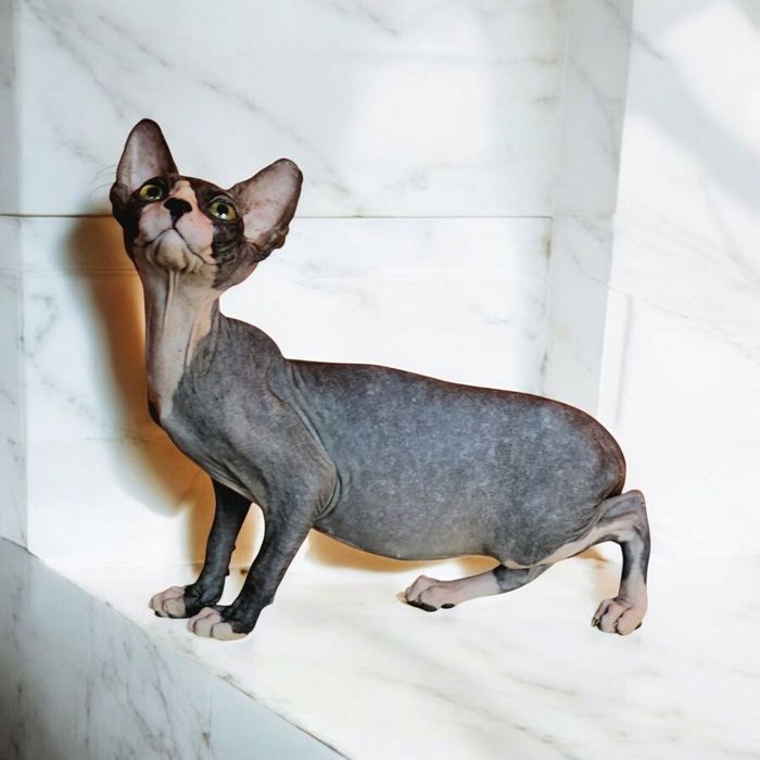 Кошенята різного віку. Ціни різні