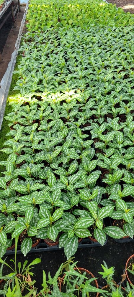 Pilea cadieri w doniczce 6 cm – urokliwa rzadka