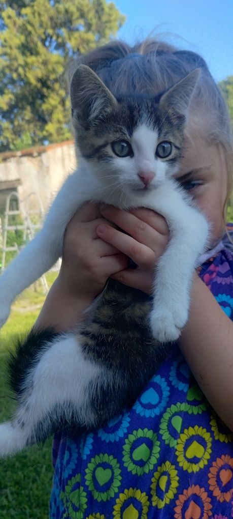 Kotek kocurek oddam