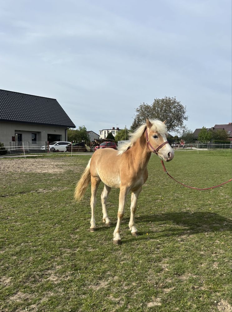 Ogierek rasy haflinger