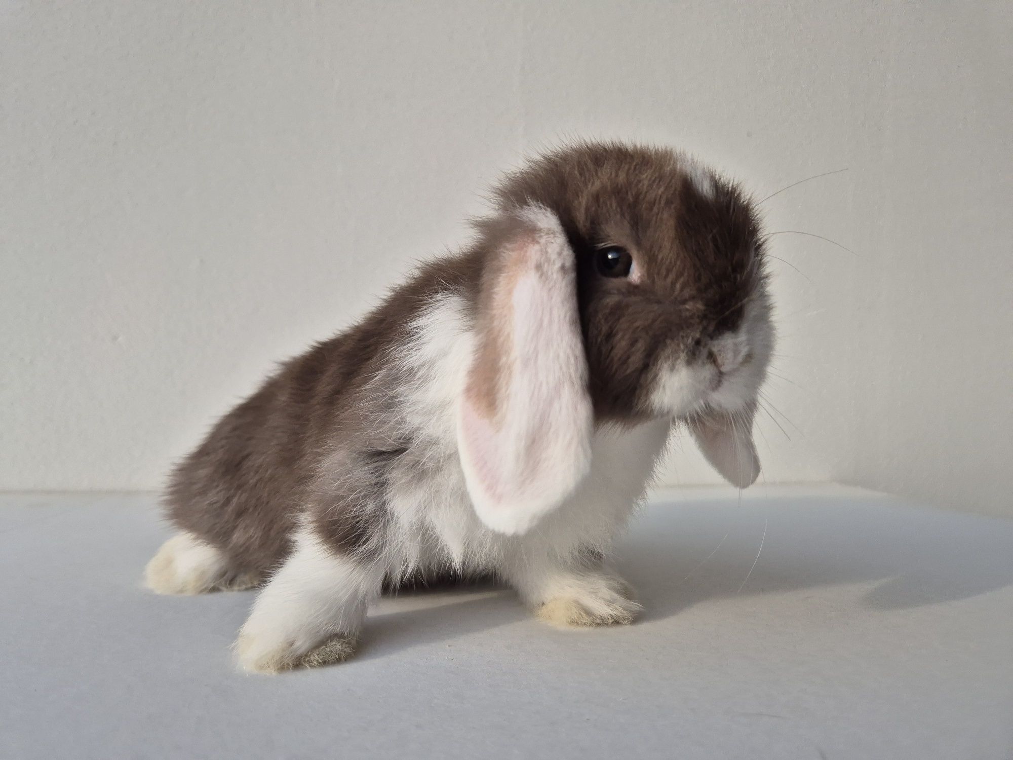 Króliki Mini -Lop