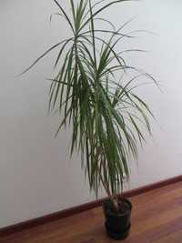 dracena obrzeżona 150 cm, w doniczce Ikea 20cm, ładna i zdrowa