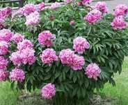 Piwonia peonia sadzonka