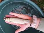 Amur kroczek narybek 15-20cm lin, karp