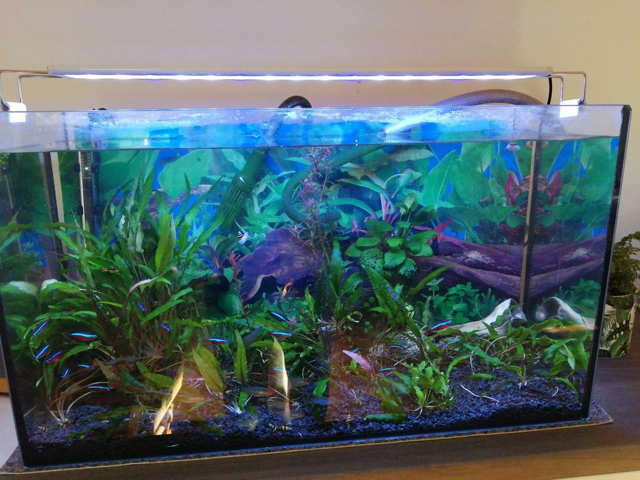 akwarium z oświetleniem i dodatkami 80L.