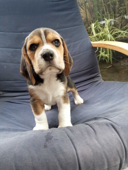 BEAGLE Tricolor de Qualidade, Com LOP  E AFIXO