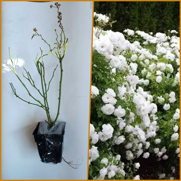 Ялівець Блу Ероу садженці, Туя Смарагд та Брабант садженці