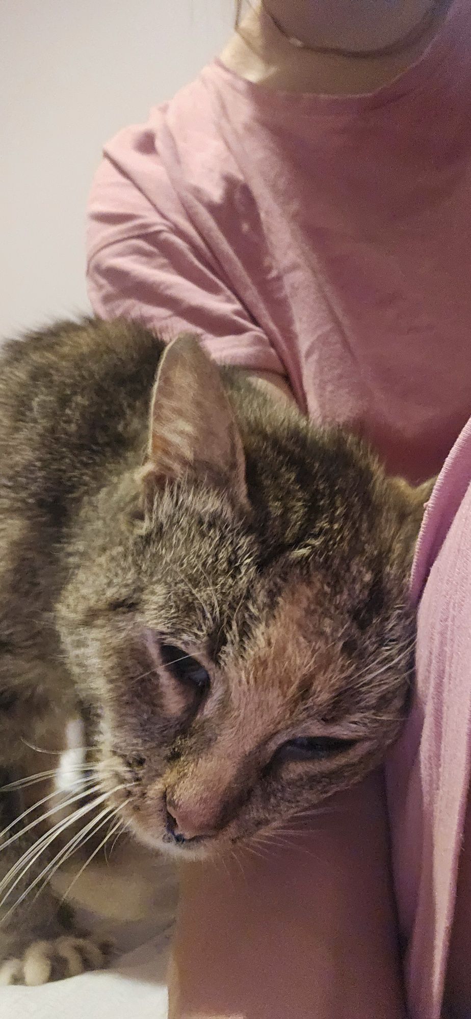 Oddam kotke! Śliczna kotka do adopcji