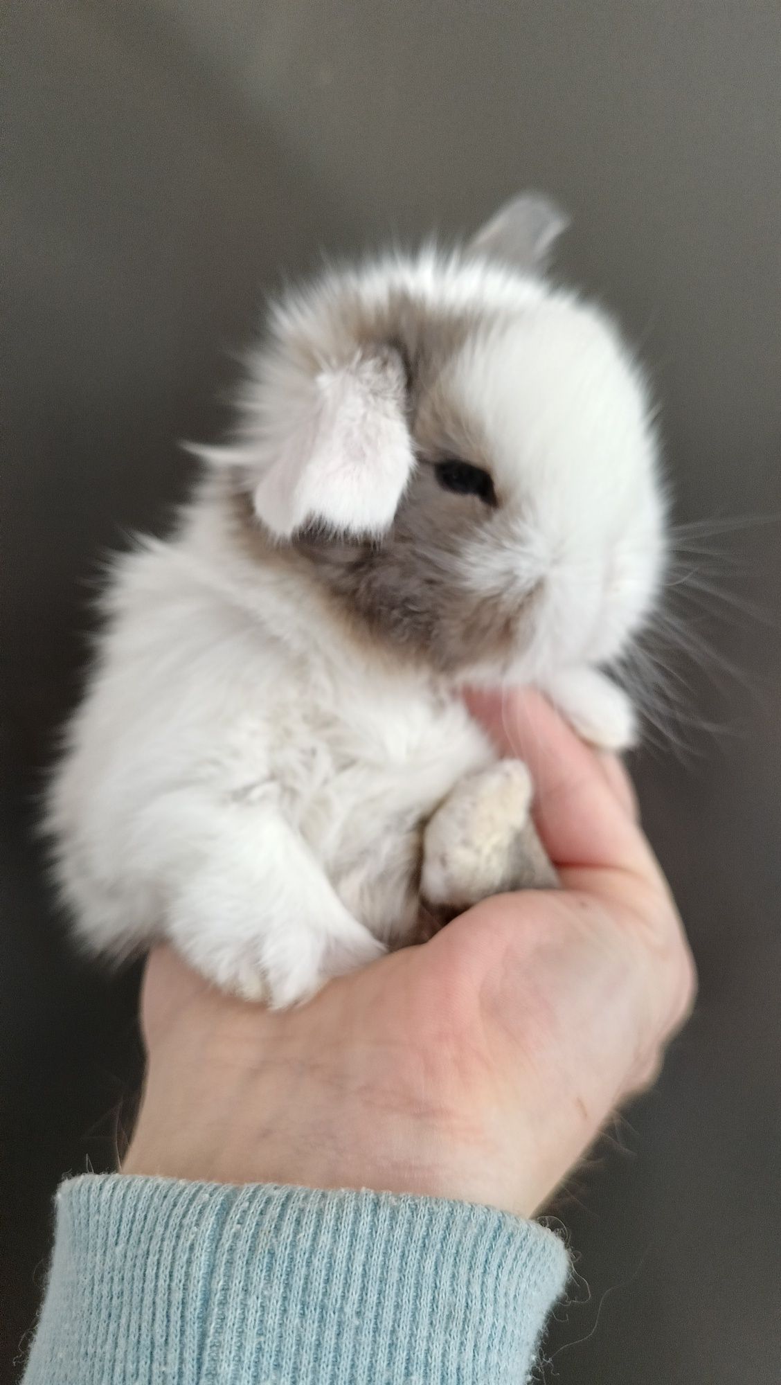 Mini lop króliki karzełek miniaturka baranek hodowla