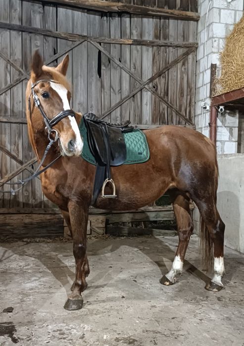 Sprzedam klacz kasztanke