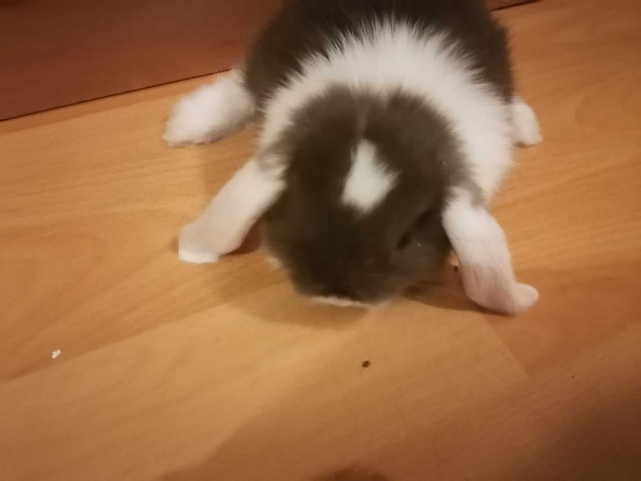 Vendo mini coelho orelhudo lop