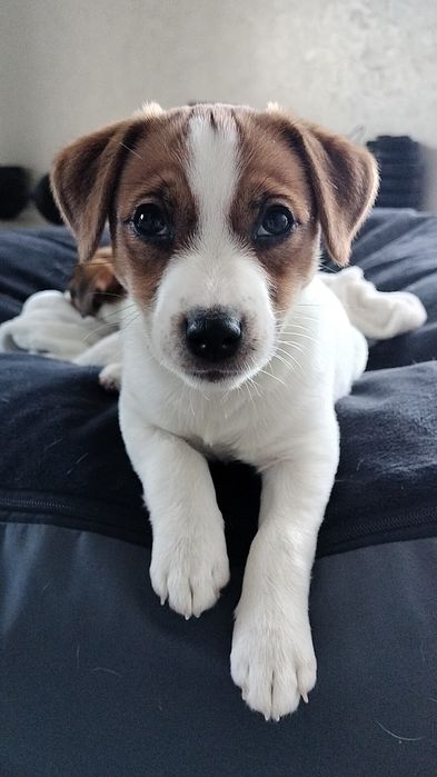 Джек Рассел тер'єр. Дівчинка 3м