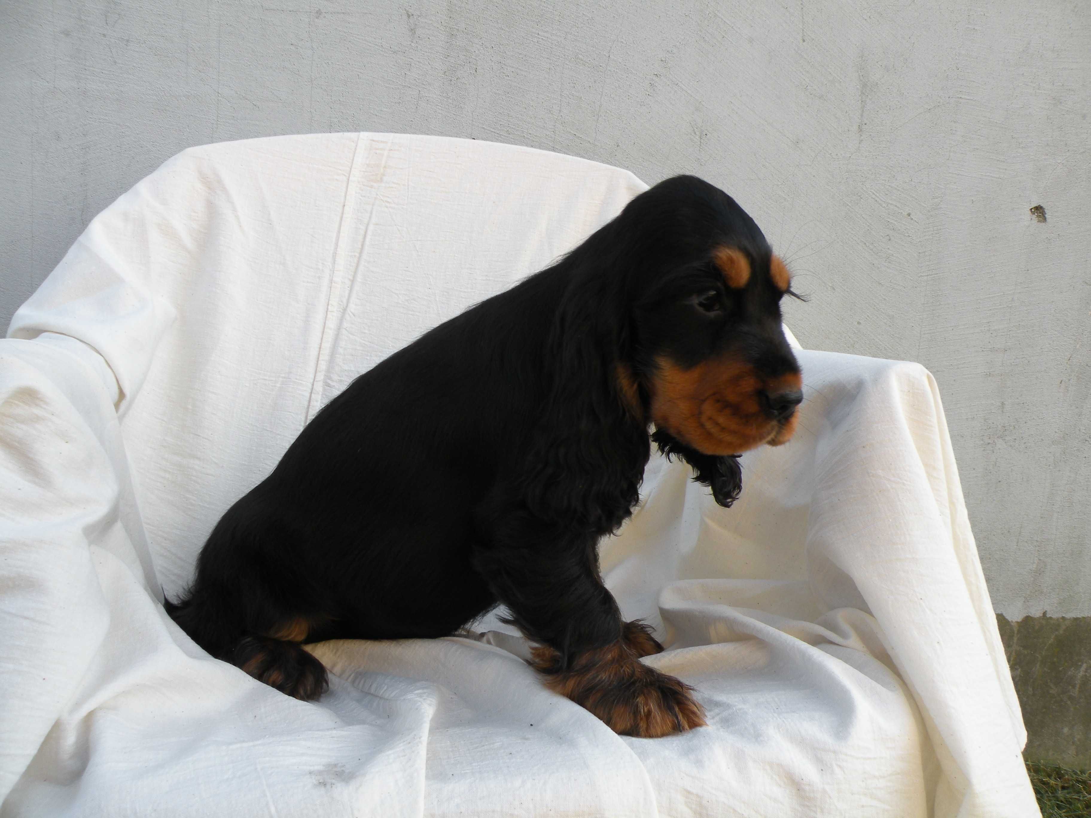 cocker spaniel angielski