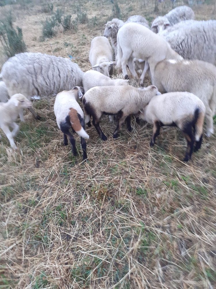 Ovelhas desde 50€