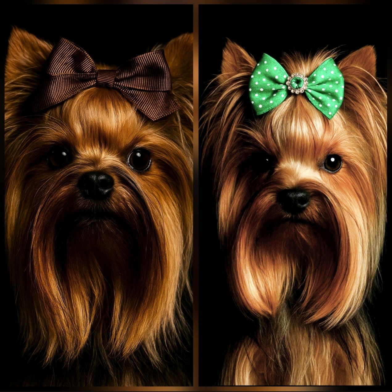 Chłopczyk piesek York Yorkshire Terrier ZKwP FCI